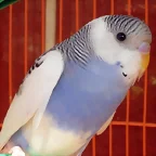 Nueva 2