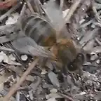 abeja5