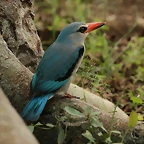 Johannesburg Kruger març 2009 1096
