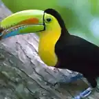 mini_kell-billed_toucan__barro_colorado_island__panama-1600-x1200-300x225