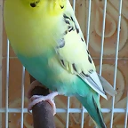 Periquita-Pluma