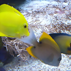 Three in a row (4-8-17 Zoo Duisburg)