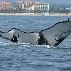 ballenas