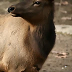 Zoo de Barcelona 12-12-2010 851