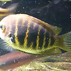 Etroplus canarensis