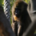 Zoo de Barcelona 17-03-11 002