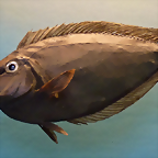 Naso tuberosus (15-9-21 Naturhistorisches Museum Wien)