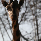 Zoo de Barcelona 23-01-11 427