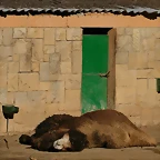 Zoo de Barcelona 23-01-11 416