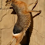 Zoo de Barcelona 23-01-11 534