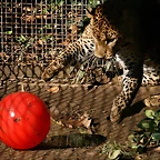 Zoo de Barcelona 23-01-11 654