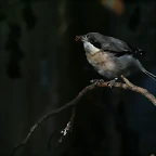 Zoo de Barcelona 23-01-11 553