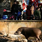 Zoo de Barcelona 23-01-11 590