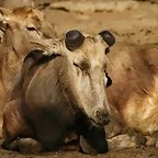 Zoo de Barcelona 23-01-11 423