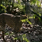 Zoo de Barcelona 23-01-11 662