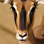 Zoo de Barcelona 23-01-11 584