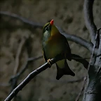 Zoo de Barcelona 04-07-2010 203