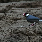 Zoo de Barcelona 01-12-2010 060