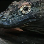 Zoo de Barcelona 01-12-2010 035