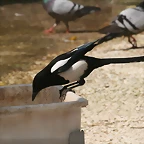 Zoo de Barcelona 30-04-11 i 01-05-11 103