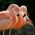 Zoo de Barcelona 30-04-11 i 01-05-11 273