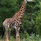 Ithala Game Reserve 1-05-09 168