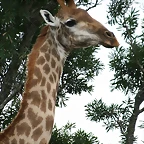 Ithala Game Reserve 1-05-09 175