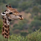 Ithala Game Reserve 1-05-09 162