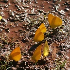 Argentina 2010 2855