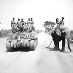 4-A Sherman tank of the 9th Royal Deccan Horse encounters a newly liberated elephant on the road to Meiktila in Burma, 29 March 1945. Pinterest