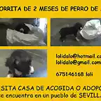 cachorrita 2 meses SEVILLA