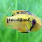 Apistogramma hongsloi 2