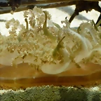 Cassiopea xamachana