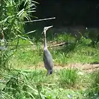 CANTABRIA (cabarceno y zoo de santillana) 553