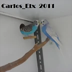 kitty y Perlado  7-9-2011