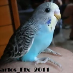 3 pollo  7-9-2011