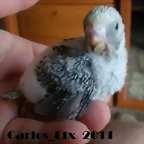 6 pollo  7-9-2011