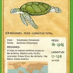 tortuga verde