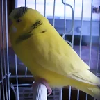 pio de collar