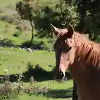 17, retrato de caballo