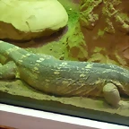 Varanus albigularis (31-7-21 Oasys Mini Hollywood)