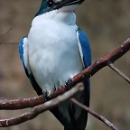 Zoo de Barcelona 03-01-12 194