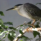 Zoo de Barcelona 03-01-12 186