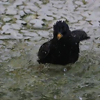 Zoo de Barcelona 03-01-12 277