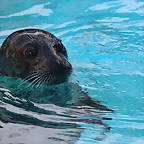 Zoo de Barcelona 03-01-12 041