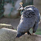 Zoo de Barcelona 03-01-12 068