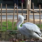 Zoo de Barcelona 03-01-12 002