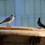 Zoo de Barcelona 03-01-12 168