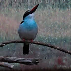 Zoo de Barcelona 03-01-12 221