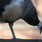 Zoo de Barcelona 03-01-12 240